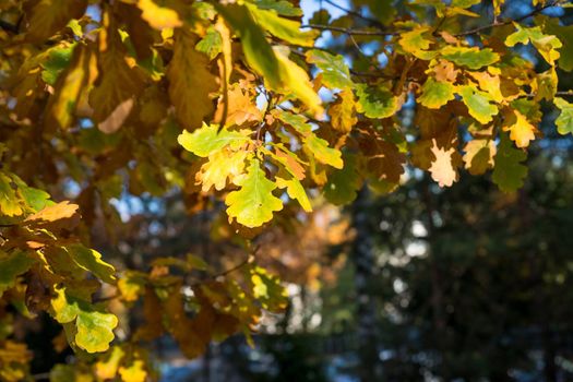 Yellow and orange oak leaves in the forest on a tree in sunny weather on a blurred background