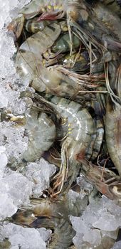 Fresh shrimp raw shrimp or crustacean or crustaceae from the market in indonesia