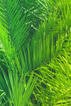 Wonderful green palm leaves - exotic vacation, botanical background and summer concept. Enjoy a tropical dream