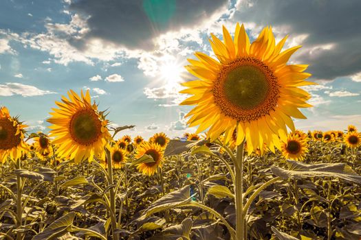 A picture of an advertisement for sunflower and vegetable oil. Sunflower fields and meadows. Backgrounds  and screensavers with large blooming sunflower buds with the rays of the sun. Sunflower seeds