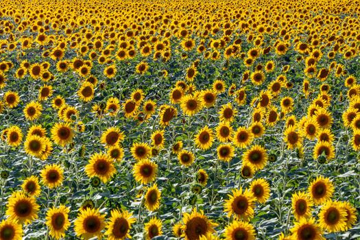 A picture of an advertisement for sunflower and vegetable oil. Sunflower fields and meadows. Backgrounds  and screensavers with large blooming sunflower buds with the rays of the sun. Sunflower seeds