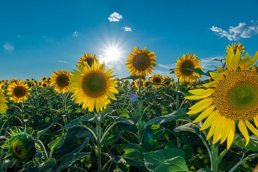 A picture of an advertisement for sunflower and vegetable oil. Sunflower fields and meadows. Backgrounds  and screensavers with large blooming sunflower buds with the rays of the sun. Sunflower seeds