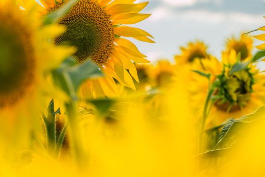 A picture of an advertisement for sunflower and vegetable oil. Sunflower fields and meadows. Backgrounds  and screensavers with large blooming sunflower buds with the rays of the sun. Sunflower seeds