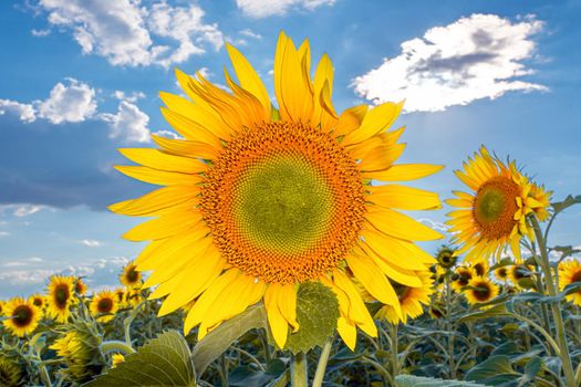 A picture of an advertisement for sunflower and vegetable oil. Sunflower fields and meadows. Backgrounds  and screensavers with large blooming sunflower buds with the rays of the sun. Sunflower seeds