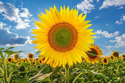 A picture of an advertisement for sunflower and vegetable oil. Sunflower fields and meadows. Backgrounds  and screensavers with large blooming sunflower buds with the rays of the sun. Sunflower seeds