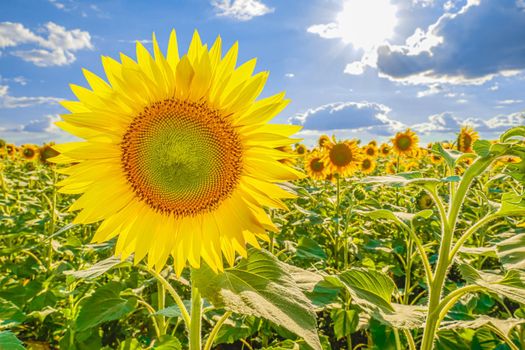                A picture of an advertisement for sunflower and vegetable oil. Sunflower fields and meadows. Backgrounds  and screensavers with large blooming sunflower buds with the rays of the sun. Sunflower seeds                