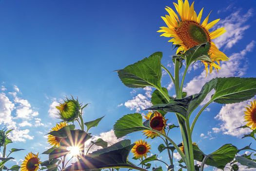 A picture of an advertisement for sunflower and vegetable oil. Sunflower fields and meadows. Backgrounds  and screensavers with large blooming sunflower buds with the rays of the sun. Sunflower seeds