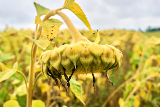 a tall plant with very large golden rayed flowers.cultivated for edible seeds, which are an source of oil and margarine. A ripe sunflower full seeds is a raw material for the production of health oil