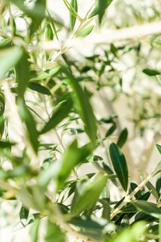 Olive tree and sunshine - gardening, nature background and environmental concept. The beauty of a green garden