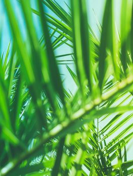 Wonderful green palm leaves - exotic vacation, botanical background and summer concept. Enjoy a tropical dream