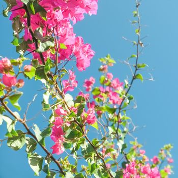 Pink flowers and blue sunny sky - floral background, spring holidays and womens day concept. Living life in bloom