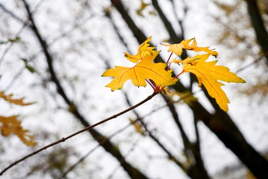 a tree with lobed leaves, winged fruits, and colorful autumn foliage, grown as an ornamental or for its timber or syrupy sap. Autumn maple branch with yellow leaves on a transparent cloudy day