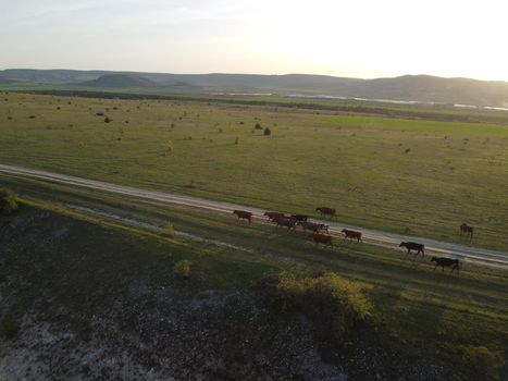 Flying over a small herd of cattle cows walking uniformly down farm road on the hill. Black, brown and spotted cows. Top down aerial view of the countryside on a sping sunset. Idyllic rural landscape