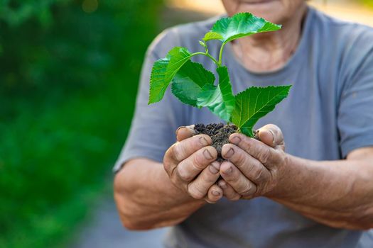 Grandmother is planting a tree in the garden. Selective focus. Nature.