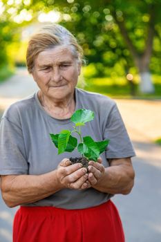 Grandmother is planting a tree in the garden. Selective focus. Nature.