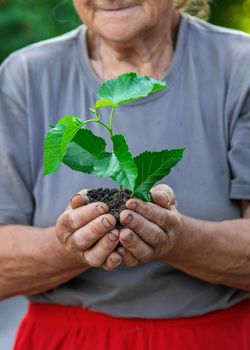 Grandmother is planting a tree in the garden. Selective focus. Nature.