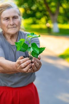 Grandmother is planting a tree in the garden. Selective focus. Nature.