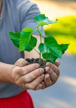 Grandmother is planting a tree in the garden. Selective focus. Nature.