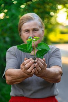 Grandmother is planting a tree in the garden. Selective focus. Nature.