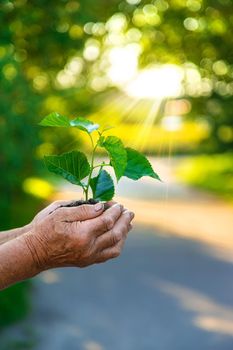 Grandmother is planting a tree in the garden. Selective focus. Nature.