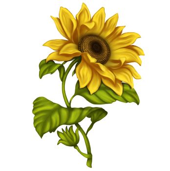 Clipart sunflowers on a white background. Illustration of sunflower flowers. Bright flowers on a light background. Summer.