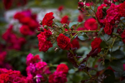 Beautiful red roses grow on the flower bed. The photo was taken in the evening light.