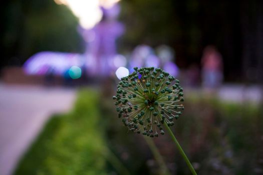 A plant on the background of a fountain. Natural background. The photo was taken in the evening light.