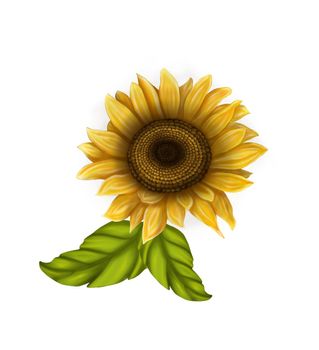 Clipart sunflowers on a white background. Illustration of sunflower flowers. Bright flowers on a light background. Summer.