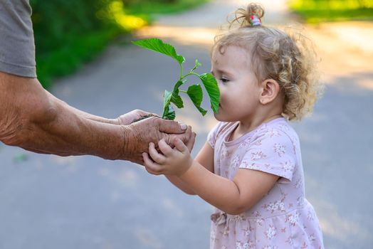 The child and grandmother are planting a tree. Selective focus. Kid.