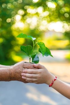 The child and grandmother are planting a tree. Selective focus. Kid.