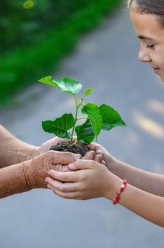 The child and grandmother are planting a tree. Selective focus. Kid.