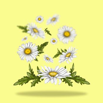 Illustration of chamomile flowers. Flowers float freely in space. White flowers on a light background. Summer