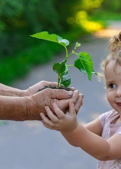 The child and grandmother are planting a tree. Selective focus. Kid.