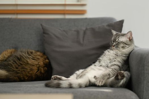 Lazy tabby cats are sleeping on comfortable couch with a funny gesture. Domestic life animals concept.