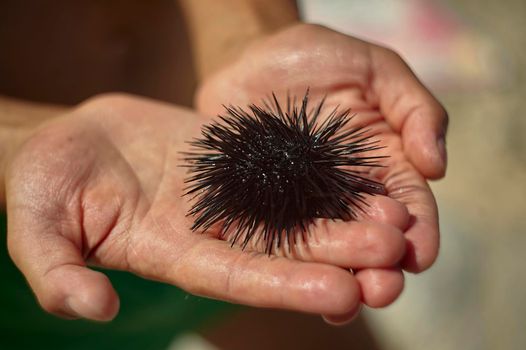 Sea urchin with thorns held in hand after having collected it at sea.