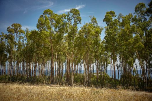 Small poplar grove during the summer in the period of drought on the southern Mediterranean coast of Sardinia with the sea behind.