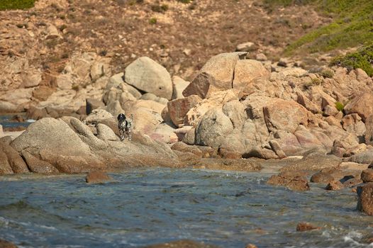 Small half-breed dog in free exploration in a rocky beach typical of southern Sardinia.