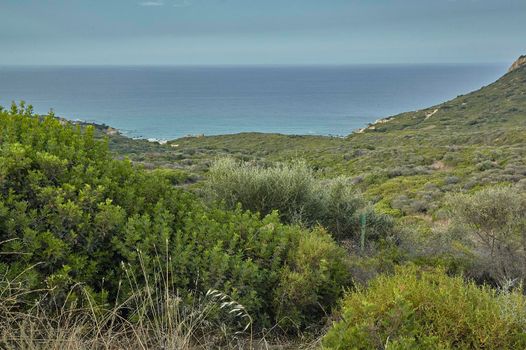 Shrubs and typical Mediterranean vegetation of the south coast of Sardinia in Italy.