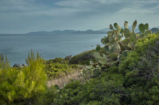 Prickly pears grow on the rocky walls of the southern coast of Sardinia amidst typical shrubs of the area.