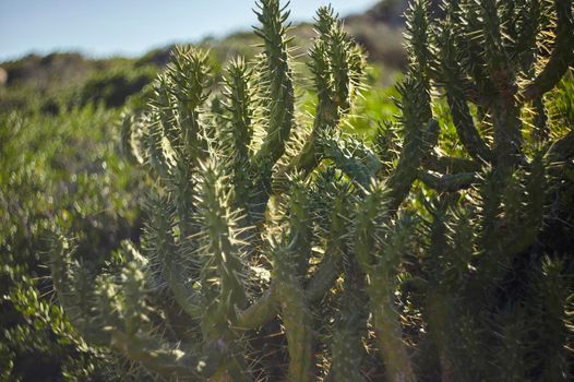 Mediterranean succulent plant typical of the southern coast of Sardinia.