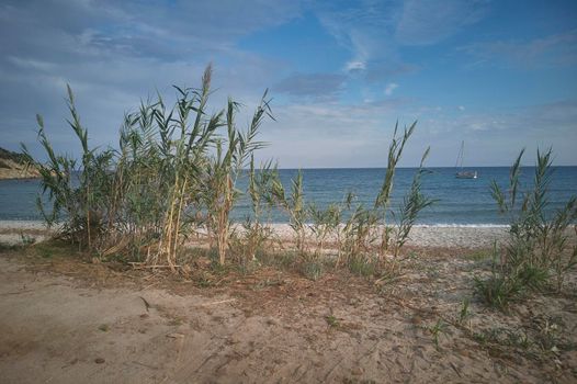 Grass of the pampas grows naturally on the sand of a beach on the southern coast of Sardinia.