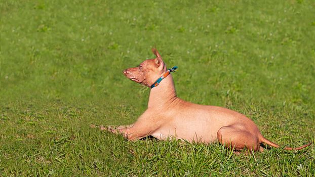 Xoloitzcuintli dog lies sideways on the green grass. A pet in nature. The dog looks away. An animal on a green lawn. Spring, summer time. Mexican naked.