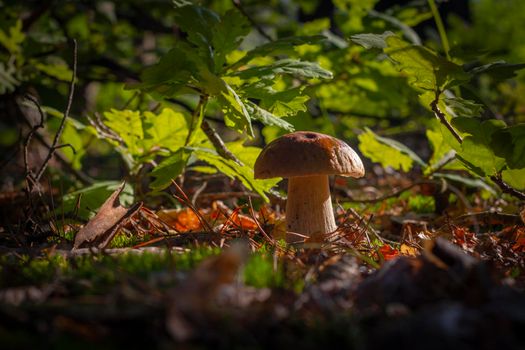 Season porcini mushroom grow in forest. Autumn season pick up mushrooms. Healthy vegetarian food growing in wood. Natural organic plants