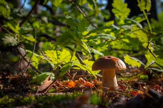 Season porcini mushroom grow in wood. Autumn season pick up mushrooms. Healthy vegetarian food growing in nature. Forest organic plants