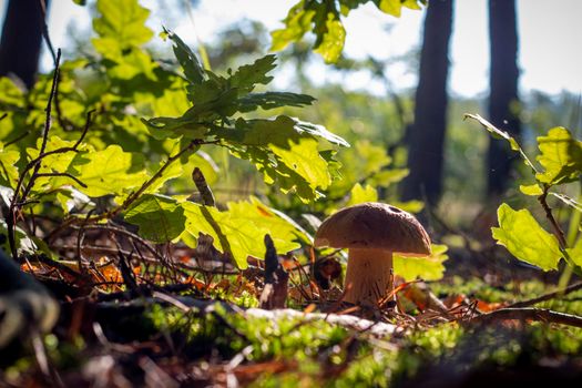 Season porcini mushroom growing in forest. Autumn season pick up mushrooms. Healthy vegetarian food growing in wood. Natural organic plants