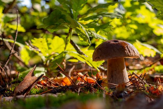 Closeup porcini mushroom grow in wood. Autumn season pick up mushrooms. Healthy vegetarian food growing in nature. Forest organic plants