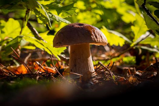 Closeup porcini mushroom grow in forest Autumn season pick up mushrooms. Healthy vegetarian food growing in wood. Natural organic plants