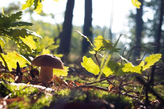 White porcini mushroom growing in forest. Autumn season pick up mushrooms. Healthy vegetarian food growing in wood. Nature organic plants