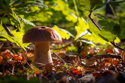 Closeup porcini mushroom grow in oak wood. Autumn season pick up mushrooms. Healthy vegetarian food growing in nature. Forest organic plants