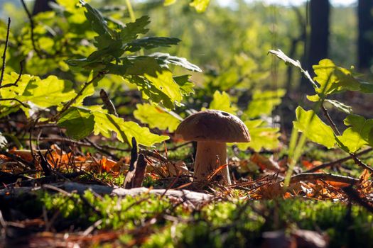 White porcini mushroom growing in wood. Autumn season pick up mushrooms. Healthy vegetarian food growing in nature. Forest organic plants